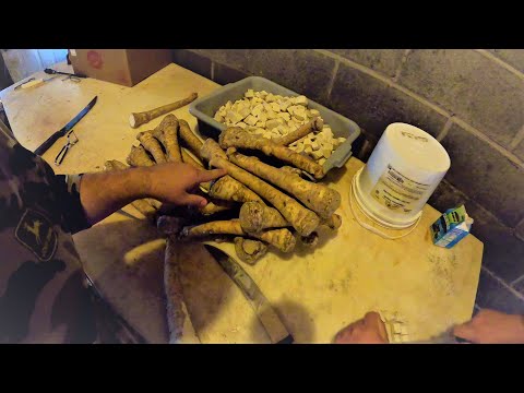 Horseradish step by step