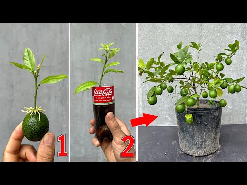 TECHNIQUE; how to grow lemon trees from fruit that grow quickly with this water...