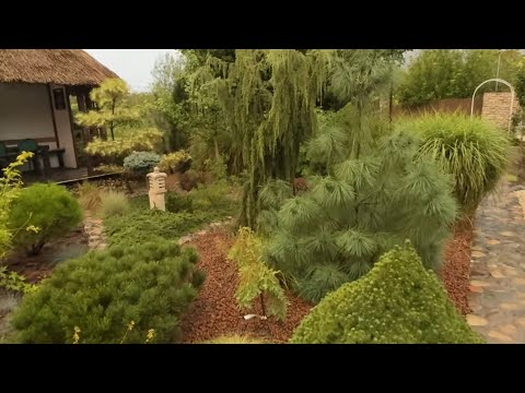 Coniferous garden after the long-awaited rain, 08/24/2025