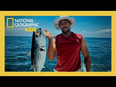 Shark Beach with Anthony Mackie: Gulf Coast Full Episode | @natgeokids