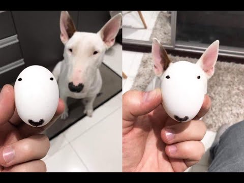 БУЛЬТЕРЬЕР СМЕШНЫЕ ВИДЕО! ЛУЧШИЕ ПРИКОЛЫ С БУЛЬТЕРЬЕРАМИ