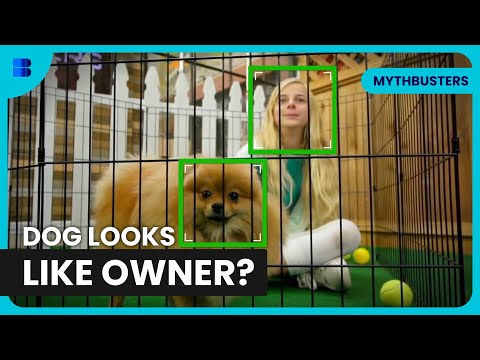 Exploding a Safe and Dogs That Look Like Their Owners