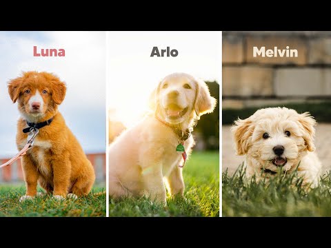 Taking pictures of CUTE PUPPIES | Keegan Robin