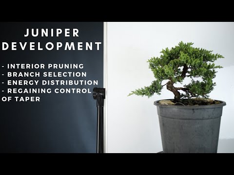 Transforming a Juniper Bonsai: Discover The Power Of Development