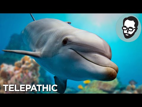 Weirdest Senses Animals Have That You Don't