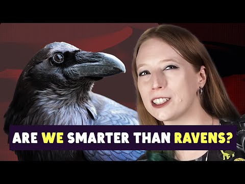 Can We Outsmart The Smartest Bird?