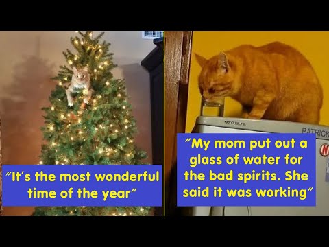 Cats Being Absolute Jerks But Still Adorable 😼 | Funniest Cat Owner Moments
