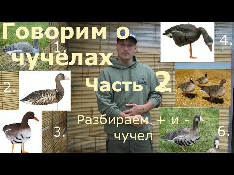 Говорим о чучелах часть 2/Разбор чучел/Опыт команды ПроГусь