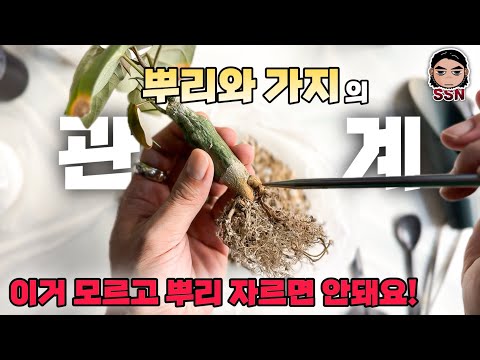Tips and principles for cutting roots when repotting (Feat. Adenia stylosa repotting) / REPOTTING