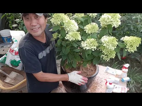 수국 실패없이 잘 키우고 삽목하는 방법 (이 영상 보시면 '수국'부자 가능)