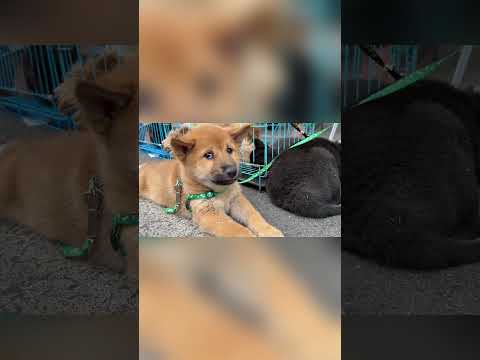 中国农村传统宠物交易市场，猫狗龟兔鱼鸟，品种繁多品相俱佳