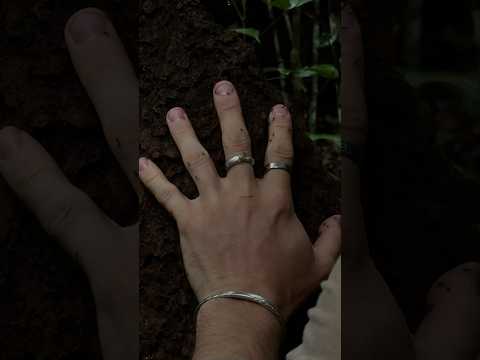 100 ant bites instead of 100 mosquito bites.Would you make that trade?