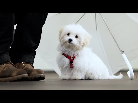 비 오는 날 마중 나온 목화 강아지 [퍼피교육]