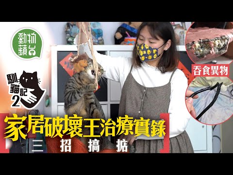 貓貓咬斷電線吞食地毯 治療師3招打救家居破壞王 因為幼貓過早脫離母貓照顧終致情緒病？#動物蘋台 #馴貓記─果籽 香港 Apple Daily─原刊日期：2021