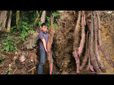 Hardworking CEO, Harvest, Potatoes, super valuable, increasing income.
