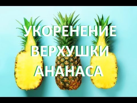 УКОРЕНЕНИЕ ВЕРХУШКИ АНАНАСА. Как укоренить верхушку ананаса с магазинного плода