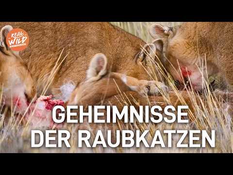 Die gefährlichsten Raubkatzen der Welt! | XXL-Marathon | HD