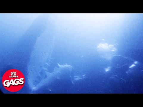 Shark Spotted In NYC Sewers | Just For Laughs Gags