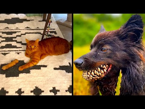 Питомцы, Испугавшие Своих Хозяев