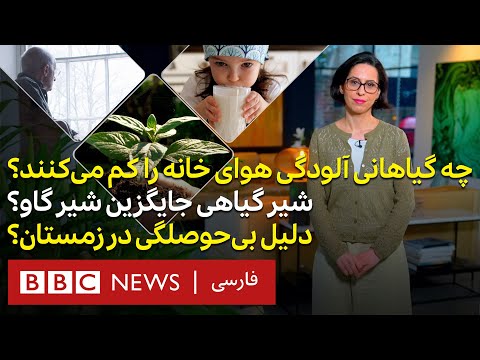 چه گیاهانی آلودگی هوای خانه را کم می‌کنند؟ آیا شیرهای گیاهی جایگزین خوبی برای شیر گاو هستند؟۳۷درجه
