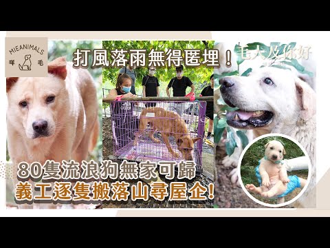 打風落雨無得匿埋！80隻流浪狗無家可歸，義工逐隻搬落山尋屋企