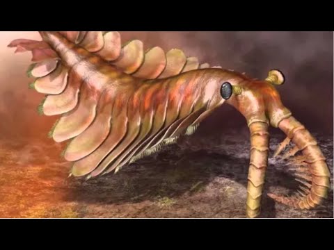 【鬼谷说】奇虾 Anomalocaris：讲讲地球初代霸主的故事！