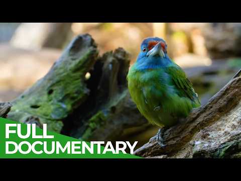 Destination China - Fantastic Wildlife of Yunnan | Free Documentary Nature