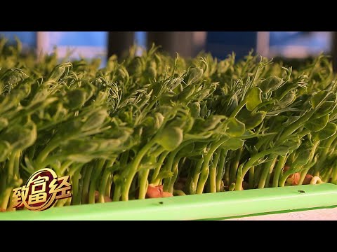 他突发奇想，用蔬菜大棚养殖鲈鱼，打造“鱼菜共生微工厂”，一年四季都能赚大钱！|「致富经」20230307