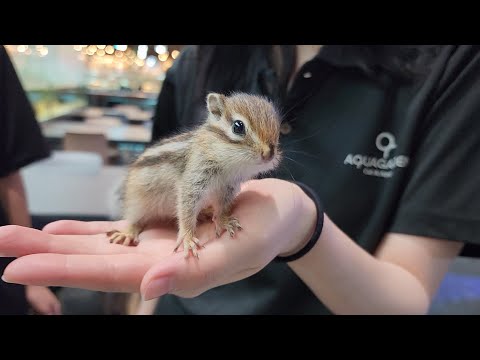 죽기 직전의 아기 다람쥐를 구조해서 사랑을 주면 생기는일...