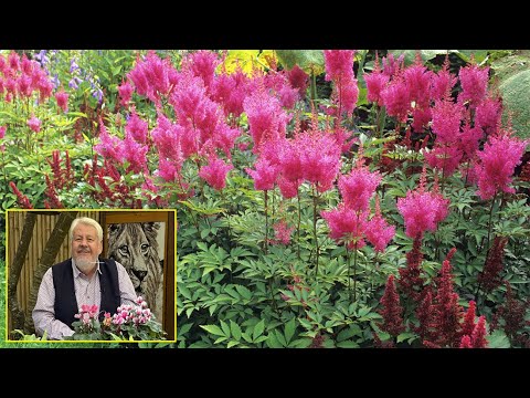 FINE AND LIGHT FOLIAGE, VAPOROUS FLOWERING, DISCOVER ASTILBES (Le Quotidien du Jardin N° 519)