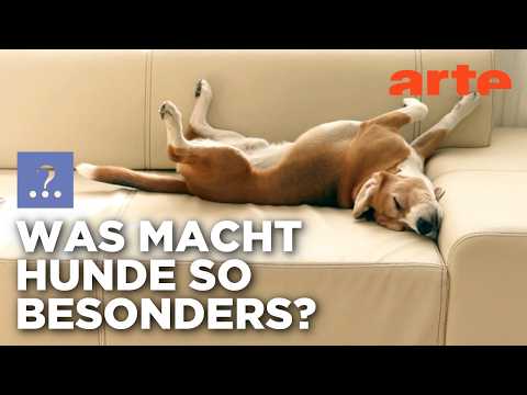 Wann wurde der Hund zum Freund? | Stimmt es, dass ...? | ARTE