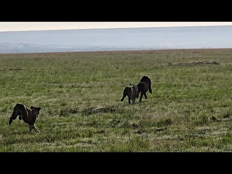 Lioness mothers chase an unknown male lion in their territory to protect their cubs