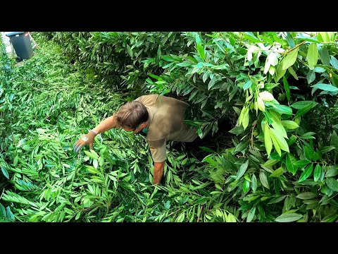 "It Almost ATE ME" TRANSFORMATION Of A Severely OVERGROWN Yard That Had Not Been Cared For