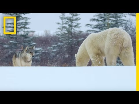 Wolf Pack Takes on a Polar Bear - Ep. 1 | Wildlife: The Big Freeze