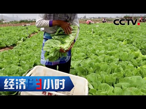 戈壁滩黄土坡，这里竟然是种菜的风水宝地？「经济半小时」20220711 | CCTV财经