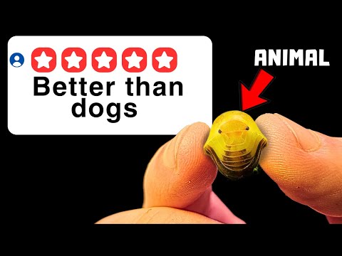 I Bought 5 Star Pets Online...