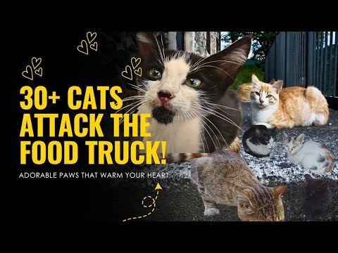 30+ Cats SWARM the Food Truck! (They've NEVER Eaten Like This!) - Huge Rescue VLOG