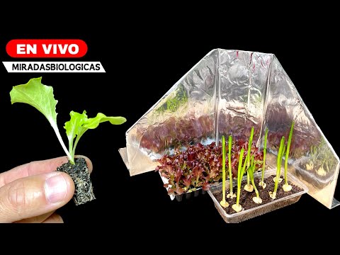 🔴Live - SECRETS to Enhance your Seedlings