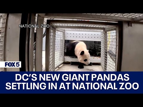 DC's new giant pandas settle into new home at National Zoo, public debut planned
