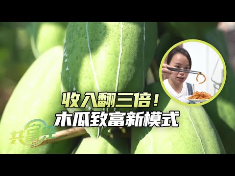 木瓜致富新模式！把木瓜切丝做成酱菜，成功俘获各年龄段消费群体，收入是以前的3倍！|「共富经」20240222