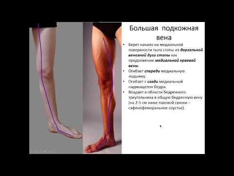 Клиническая анатомия вен нижних конечностей. 1 часть