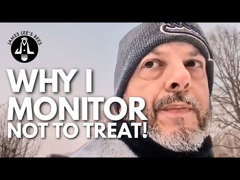 Why I Monitor Mites Without Treating and Why It Works