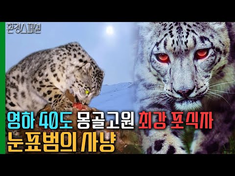 야생이 살아있는 알타이 산맥의 최강 포식자! 눈표범의 사냥 [와일드 몽골리아 1편 - 알타이의 사냥꾼들] / KBS 20120516 방송