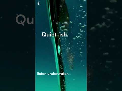 A kinder take on electric raceboats