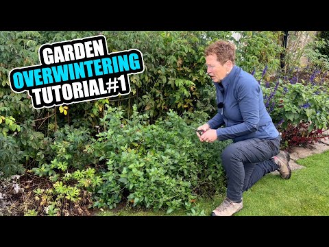 How To Overwinter Half Hardy Perennials such as Salvia in your Garden Borders