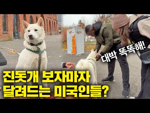 미국공원에서 진돗개가 산책하면 생기는 놀라운 현상..(미국 현지반응)