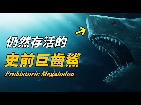 巨齒鯊從未滅絕！世界各地驚現恐怖巨牙遺骨！稱霸海洋2600萬年的史前霸主，竟被證實仍躲在海洋最深處！| 腦補大轟炸