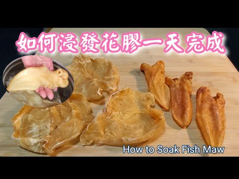 🎀賀年浸發花膠一天完成|How to soak fish maw in one day