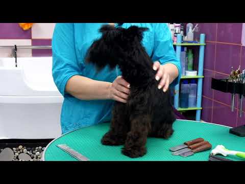 ЦВЕРГШНАУЦЕР - уход, содержание, груминг. Руководство пользователя.