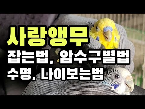 새 전문가가 말하는 앵무새 잡는법, 암수구별법, 나이보는법